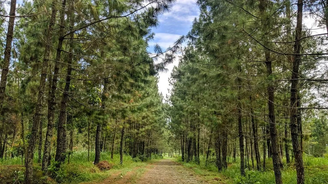 Hutan Pinus Campaga
